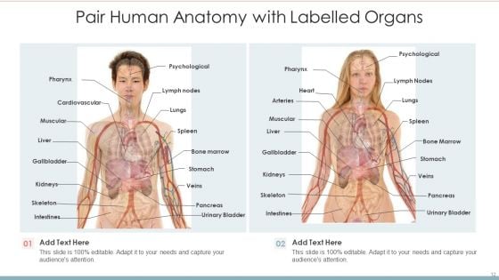 Human Anatomy Ppt PowerPoint Presentation Complete With Slides