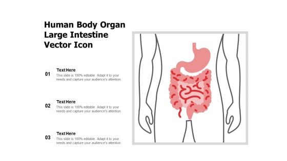 Human Body Organ Large Intestine Vector Icon Ppt PowerPoint Presentation Styles Topics PDF