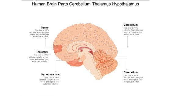 Human Brain Parts Cerebellum Thalamus Hypothalamus Ppt Powerpoint Presentation Slides