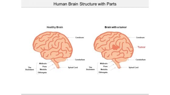 Human Brain Structure With Parts Ppt Powerpoint Presentation Gallery Design Ideas
