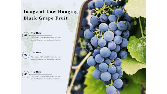 Image Of Low Hanging Black Grape Fruit Ppt PowerPoint Presentation Gallery Guide PDF