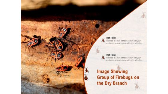 Image Showing Group Of Firebugs On The Dry Branch Ppt PowerPoint Presentation Slides Designs Download PDF