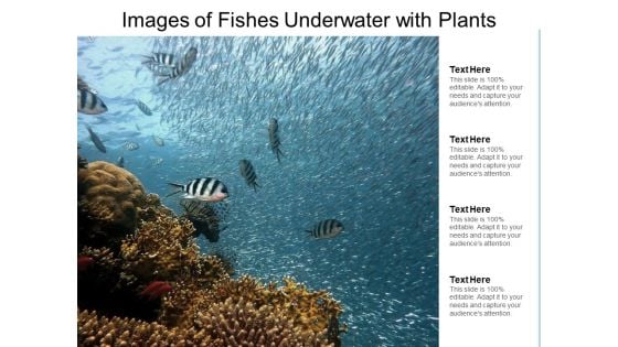 Images Of Fishes Underwater With Plants Ppt PowerPoint Presentation Outline Themes