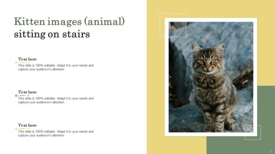 Kitten Images Animal Ppt PowerPoint Presentation Complete Deck With Slides Slide02