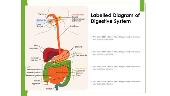 Labelled Diagram Of Digestive System Ppt PowerPoint Presentation Icon Introduction PDF