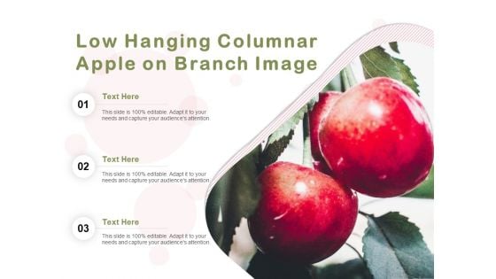 Low Hanging Columnar Apple On Branch Image Ppt PowerPoint Presentation Gallery Pictures PDF