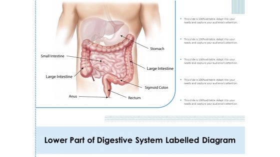 Lower Part Of Digestive System Labelled Diagram Ppt PowerPoint Presentation Layouts Graphics PDF