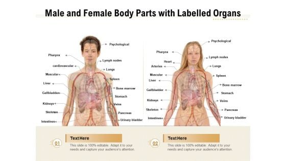 Male And Female Body Parts With Labelled Organs Ppt PowerPoint Presentation Gallery Infographics PDF