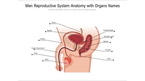 Men Reproductive System Anatomy With Organs Names Ppt PowerPoint Presentation File Example PDF