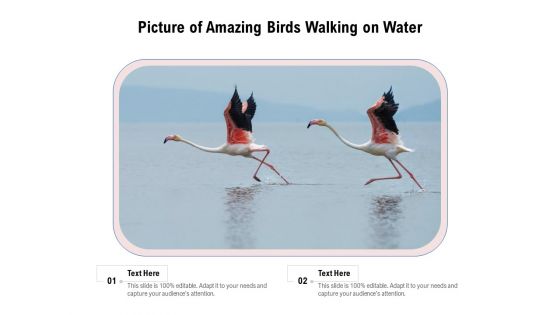 Picture Of Amazing Birds Walking On Water Ppt PowerPoint Presentation File Inspiration PDF