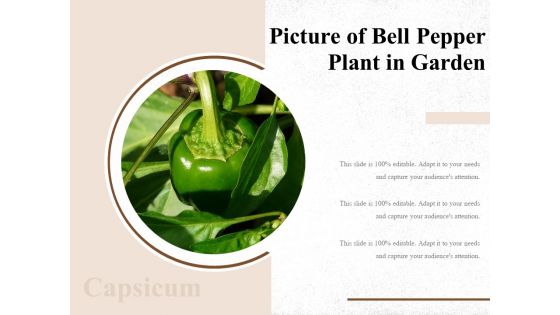 Picture Of Bell Pepper Plant In Garden Ppt PowerPoint Presentation Slides Infographics PDF