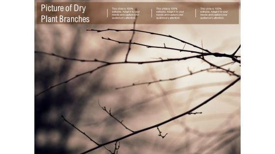 Picture Of Dry Plant Branches Ppt PowerPoint Presentation Inspiration Tips