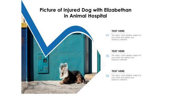 Picture Of Injured Dog With Elizabethan In Animal Hospital Ppt PowerPoint Presentation Inspiration Graphics Tutorials PDF