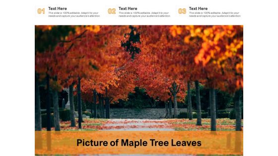 Picture Of Maple Tree Leaves Ppt PowerPoint Presentation Layouts Clipart Images PDF