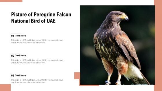 Picture Of Peregrine Falcon National Bird Of UAE Ppt PowerPoint Presentation Gallery Graphic Images PDF