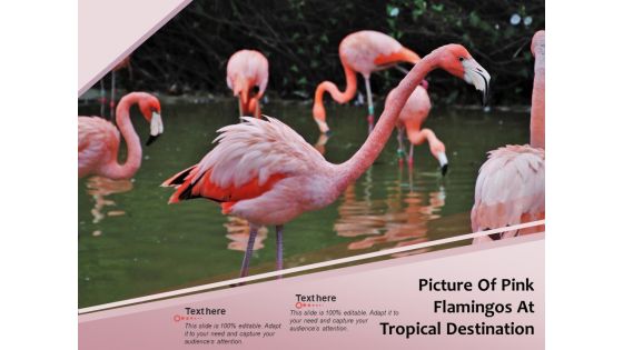 Picture Of Pink Flamingos At Tropical Destination Ppt PowerPoint Presentation Gallery Icons PDF
