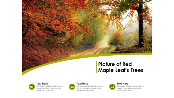 Picture Of Red Maple Leafs Trees Ppt PowerPoint Presentation Icon Infographics PDF