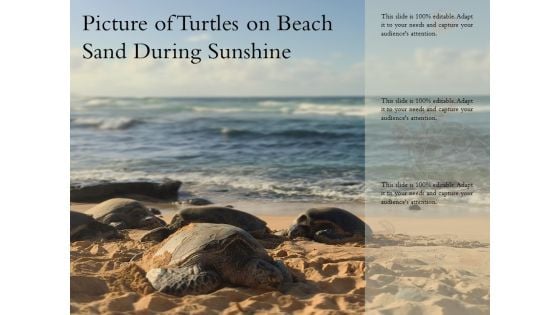 Picture Of Turtles On Beach Sand During Sunshine Ppt PowerPoint Presentation Styles Demonstration PDF