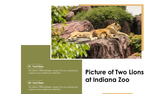 Picture Of Two Lions At Indiana Zoo Ppt PowerPoint Presentation Deck PDF