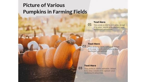 Picture Of Various Pumpkins In Farming Fields Ppt PowerPoint Presentation File Diagrams PDF