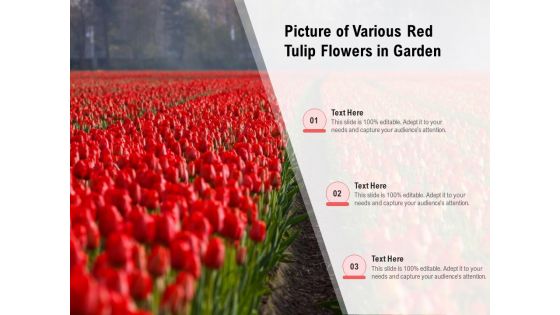 Picture Of Various Red Tulip Flowers In Garden Ppt PowerPoint Presentation Gallery Slides PDF