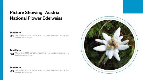 Picture Showing Austria National Flower Edelweiss Ppt PowerPoint Presentation File Design Ideas PDF