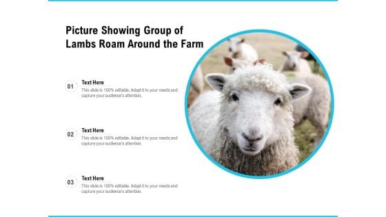 Picture Showing Group Of Lambs Roam Around The Farm Ppt PowerPoint Presentation Gallery File Formats PDF