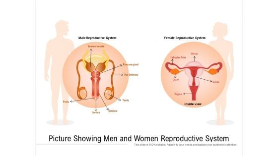 Picture Showing Men And Women Reproductive System Ppt PowerPoint Presentation Gallery Pictures PDF