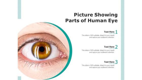 Picture Showing Parts Of Human Eye Ppt PowerPoint Presentation Infographic Template Graphic Tips PDF