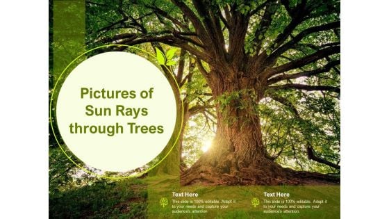 Pictures Of Sun Rays Through Trees Ppt Gallery Infographic Template PDF