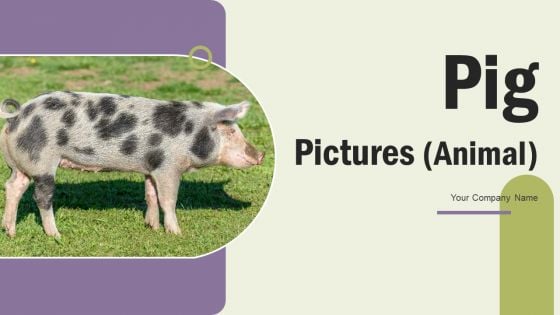 Pig Pictures Animal Ppt PowerPoint Presentation Complete Deck With Slides