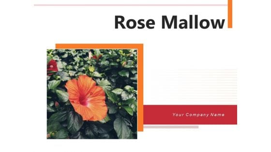 Rose Mallow Inspection Hibiscus Flower Ppt PowerPoint Presentation Complete Deck