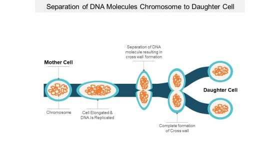 Separation Of Dna Molecules Chromosome To Daughter Cell Ppt PowerPoint Presentation Infographic Template Infographic Template