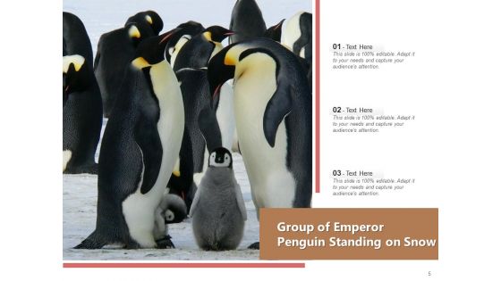 Spheniscidae Aquatic Animal Brown Penguin Ppt PowerPoint Presentation Complete Deck