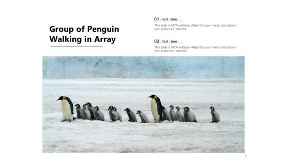 Spheniscidae Aquatic Animal Brown Penguin Ppt PowerPoint Presentation Complete Deck