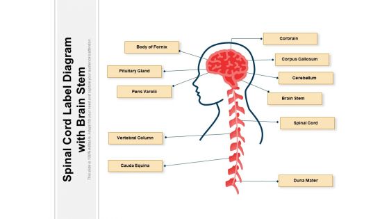 Spinal Cord Label Diagram With Brain Stem Ppt PowerPoint Presentation Gallery Shapes PDF