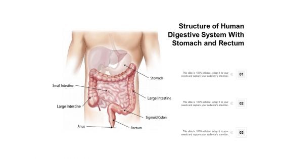 Structure Of Human Digestive System With Stomach And Rectum Ppt PowerPoint Presentation Infographics Clipart PDF