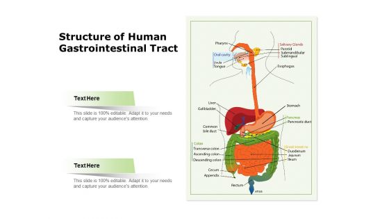 Structure Of Human Gastrointestinal Tract Ppt PowerPoint Presentation File Example Introduction PDF