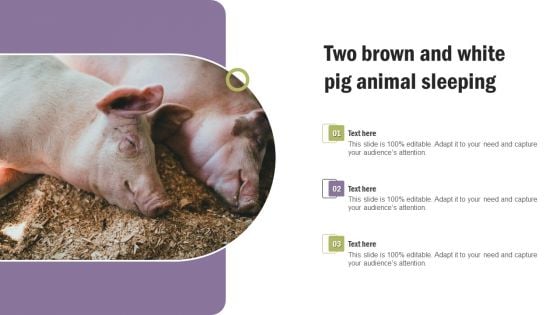 Two Brown And White Pig Animal Sleeping Professional PDF