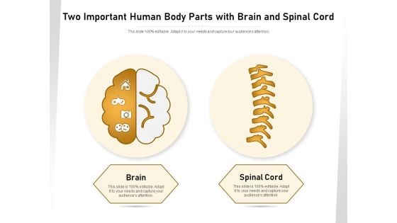 Two Important Human Body Parts With Brain And Spinal Cord Ppt PowerPoint Presentation Gallery Summary PDF