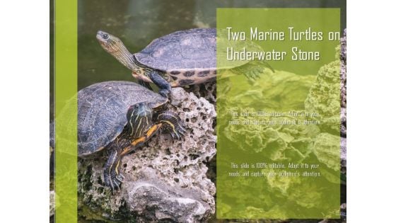 Two Marine Turtles On Underwater Stone Ppt PowerPoint Presentation Outline Format PDF