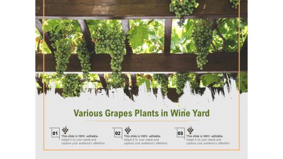 Various Grapes Plants In Wine Yard Ppt PowerPoint Presentation File Slides PDF