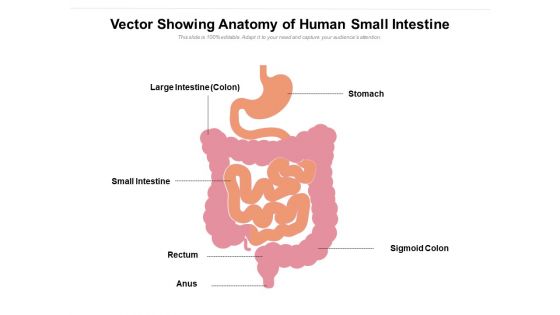 Vector Showing Anatomy Of Human Small Intestine Ppt PowerPoint Presentation Professional Infographic Template PDF