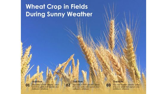 Wheat Crop In Fields During Sunny Weather Ppt PowerPoint Presentation File Example Introduction PDF