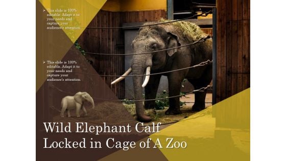 Wild Elephant Calf Locked In Cage Of A Zoo Ppt PowerPoint Presentation Model Slideshow PDF