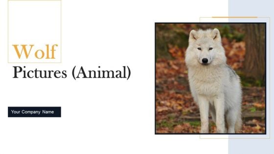 Wolf Pictures Animal Ppt PowerPoint Presentation Complete Deck With Slides