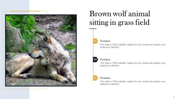 Wolf Pictures Animal Ppt PowerPoint Presentation Complete Deck With Slides