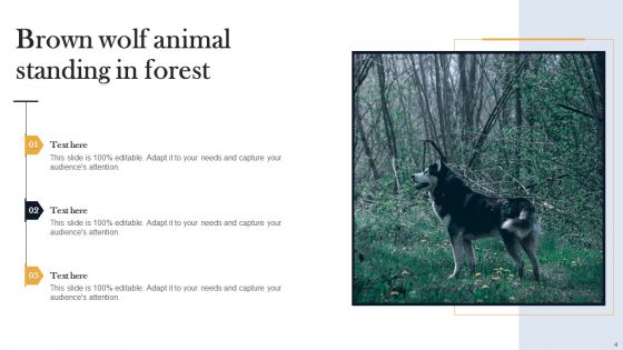 Wolf Pictures Animal Ppt PowerPoint Presentation Complete Deck With Slides