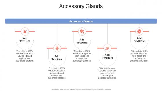 Accessory Glands In Powerpoint And Google Slides Cpb