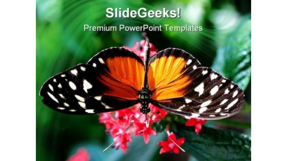 Amazing Close Up Butterfly Animals PowerPoint Templates And PowerPoint Backgrounds 0111